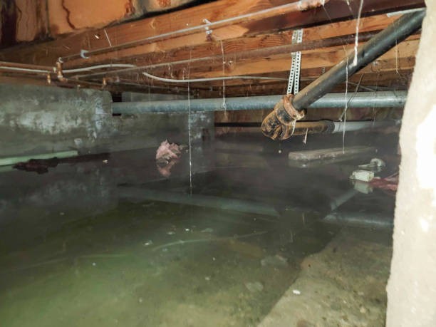 Best Water damage restoration specialists  in Waialua, HI